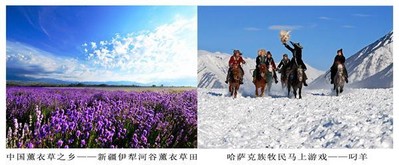 中國薰衣草之鄉(xiāng) -- 新疆伊犁河谷薰衣草田；哈薩克族牧民馬上游戲 -- 叼羊